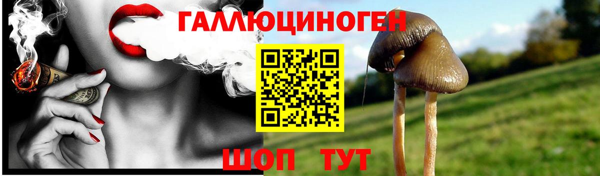 Псилоцибиновые грибы Cubensis Казань